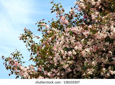 Crabapple Tree With Pink Flowers