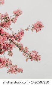 Crabapple Tree With Pink Flowers Against An Overcast Sky. White Background, Looking Up. Spring Trees In Iowa. Vintage Feel. 