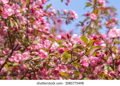 Crabapple Trees Blooming. Branches of blossoming pink tree of apple or sakura. Selective focus