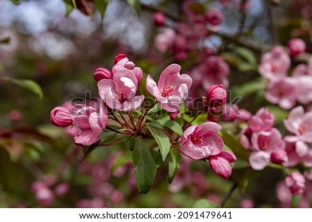 Crabapple Trees Blooming. Branches of blossoming pink tree of apple or sakura. Selective focus