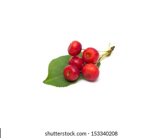 8,904 Crabapple tree Images, Stock Photos & Vectors | Shutterstock