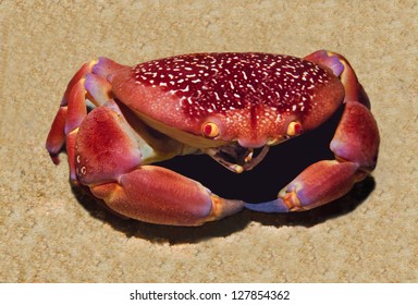 Crab/Coral Crab