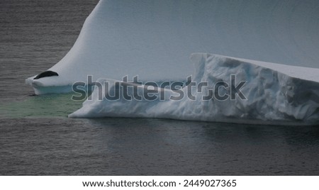 A crabeater seal and Adelie penguin on a large iceberg