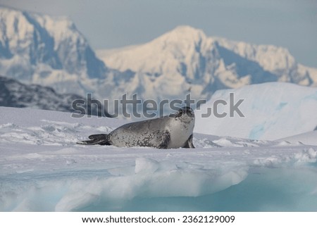 
Crabeater seal in Antarctic Peninsula