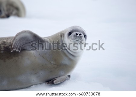 Crabeater seal, Antarctic Peninsula