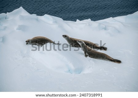 Crabeater Seal
, king George island, Antarctica(Lobodon carcinophagus)