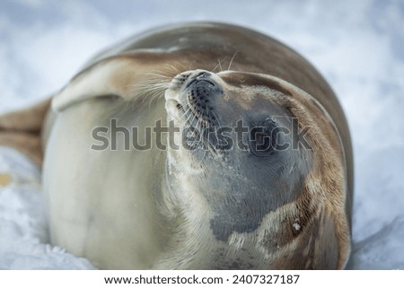 Crabeater Seal
, king George island, Antarctica(Lobodon carcinophaga)