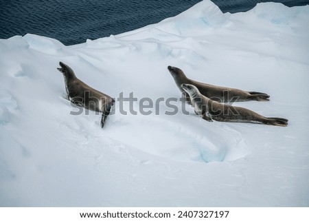 Crabeater Seal
, king George island, Antarctica(Lobodon carcinophagus)
