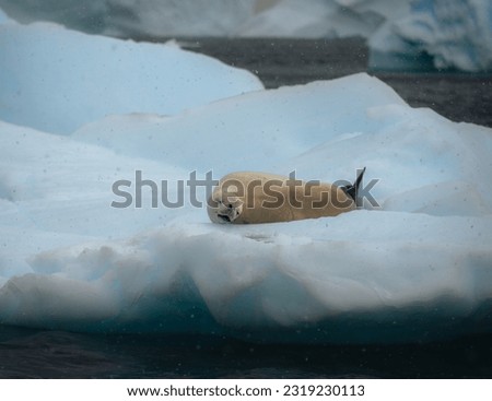 Crabeater seal, lobodon carcinophaga, in Antarctica resting on drifting pack ice or icefloe between blue icebergs. Global warming and climate change concept. Freezing sea water landscape in the