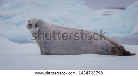 The crabeater seal Lobodon carcinophaga , also known as the krill-eater seal, is a true seal lying on the iceberg in Antarctic peninsula.