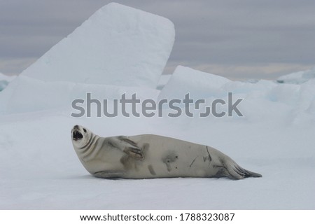 The crabeater seal (Lobodon carcinophaga), also known as the krill-eater seal.