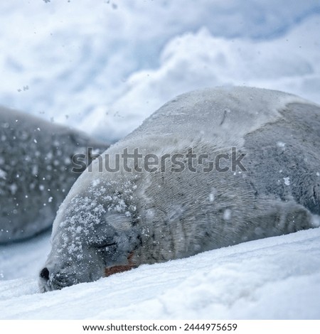 Crabeater seal (Lobodon carcinophaga) lying relaxed on an ice floe sleeping while swon is falling near Stonington Island, Antarctica