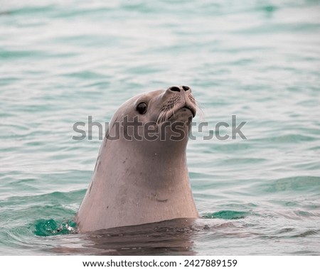 Crabeater seal (lobodon carcinophagus), pleneau island, antarctic peninsula, antarctica, polar regions