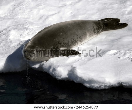 A Crabeater seal looks over the edge of pack ice