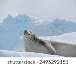 A Crabeater Seal is lounging on an iceberg in Wilhelmina Bay in Antarctica. The Crabeater Seal is an aggressive, long-toothed seal even Orca Whales refuse to hunt.