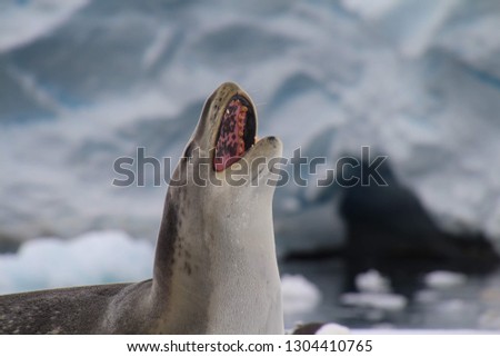 Crabeater seal on iceberg