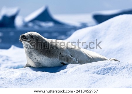 Crabeater seal on top of a snow and ice floe in Antarctica 