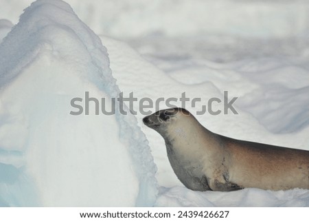Crabeater Seal resting on an iceberg, Antarctica