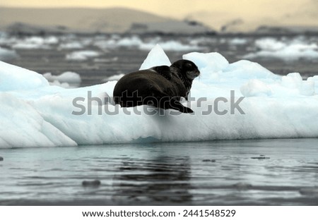 A crabeater seal rests on an iceberg