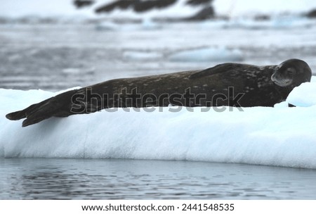 A crabeater seal rests on an iceberg