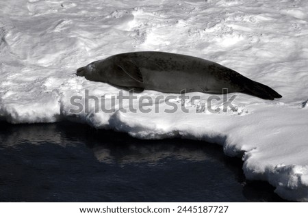 A crabeater seal rests in the sunshine on a sea ice sheet