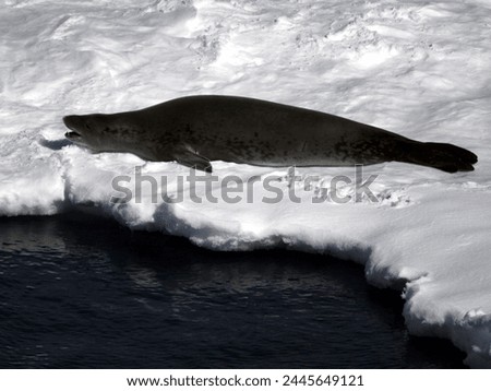 A Crabeater seal rests in the sunshine on sea ice and chews the snow