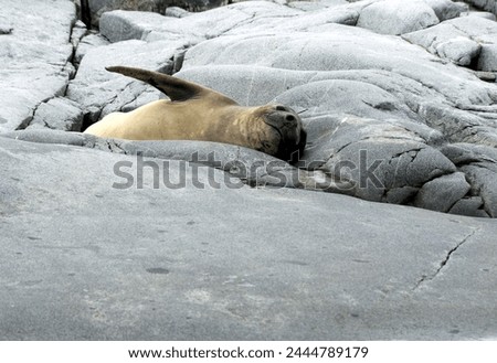 A Crabeater seal stretches its flipper as it rests on rocks