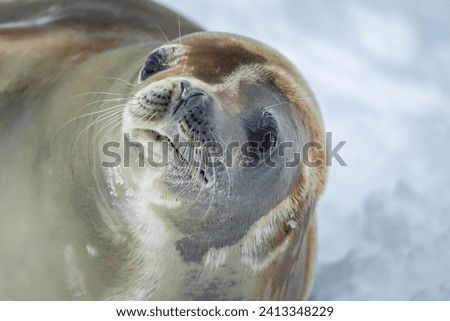 Crabeater Seal,king George island, Antarctica(Lobodon carcinophagus)