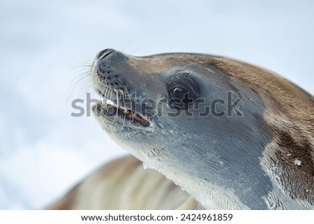 Crabeater Seal,king George island, Antarctica(Lobodon carcinophagus)