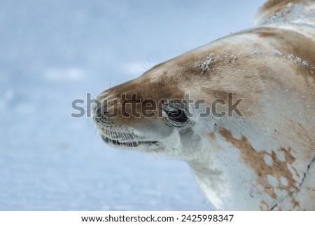 Crabeater Seal,king George island, Antarctica(Lobodon carcinophagus)