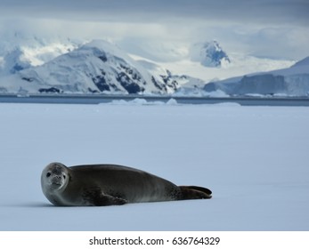 Crabeater Seals In Antarctica On Ice Floes In Wilhemina Bay