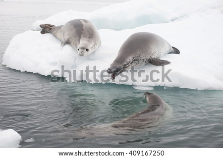 Crabeater seals on the ice.