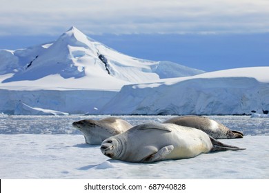 Crabeater Seals On Ice Floe, Antarctic Peninsula, Antarctica