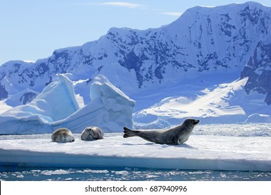 Crabeater Seals On Ice Floe, Antarctic Peninsula, Antarctica