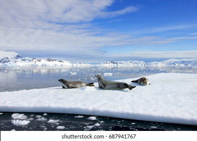 Crabeater Seals On Ice Floe, Antarctic Peninsula, Antarctica