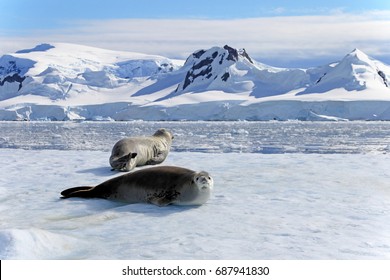 Crabeater Seals On Ice Floe, Antarctic Peninsula, Antarctica