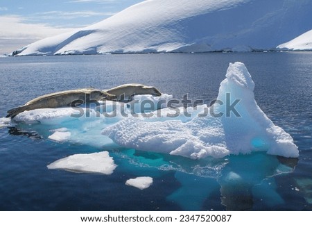 Crabeater seals, on an ice floe; Antarctica; Three crabeater seals, on a luminous, ice floe; Antarctica
