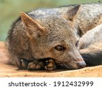 The crab-eating fox (Cerdocyon thous), also known as the forest fox, wood fox, bushdog or maikong