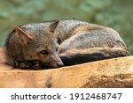 The crab-eating fox (Cerdocyon thous), also known as the forest fox, wood fox, bushdog or maikong