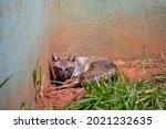 The crab-eating fox (Cerdocyon thous), also known as the forest fox, wood fox, bushdog or maikong	
