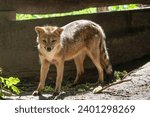 Crab-eating Fox (Cerdocyon thous) - South american canid