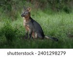 Crab-eating Fox (Cerdocyon thous) - South american canid