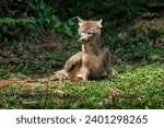 Crab-eating Fox showing tongue (Cerdocyon thous) - South american canid