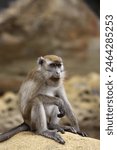 Crab-eating macaque monkey in Bako National Park in Borneo, Malaysia.