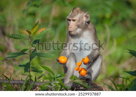 Crab-eating macaque sits and eats tangerines