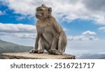 A crab-eating monkey is sitting on top of a stone fence, looking into the distance. Fluffy beige fur, shiny eyes, fingers and claws on paws are visible. The background is a blue sky, clouds. Close-up.