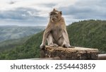 The crab-eating monkey is sitting on top of the fence, looking into the distance. Soft background - green mountains, sky, clouds. Mauritius. The observation deck Black River Gorges National Park