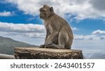 The crab-eating monkey is sitting on the top of the fence, looking into the distance. Profile view. Fluffy beige fur, paws, fingers, eyes, ears, and a tuft  on his head are visible. Blue sky, clouds. 