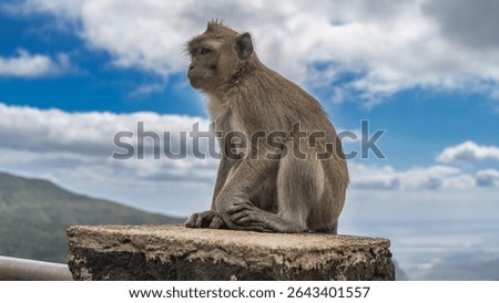 The crab-eating monkey is sitting on the top of the fence, looking into the distance. Profile view. Fluffy beige fur, paws, fingers, eyes, ears, and a tuft  on his head are visible. Blue sky, clouds. 