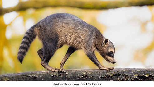 Un mapache que come cangrejos caminando por un tronco